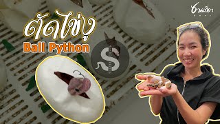 ตัดไข่งู Ball python ครั้งแรก! ที่ฟาร์ม He-Ro Reptile