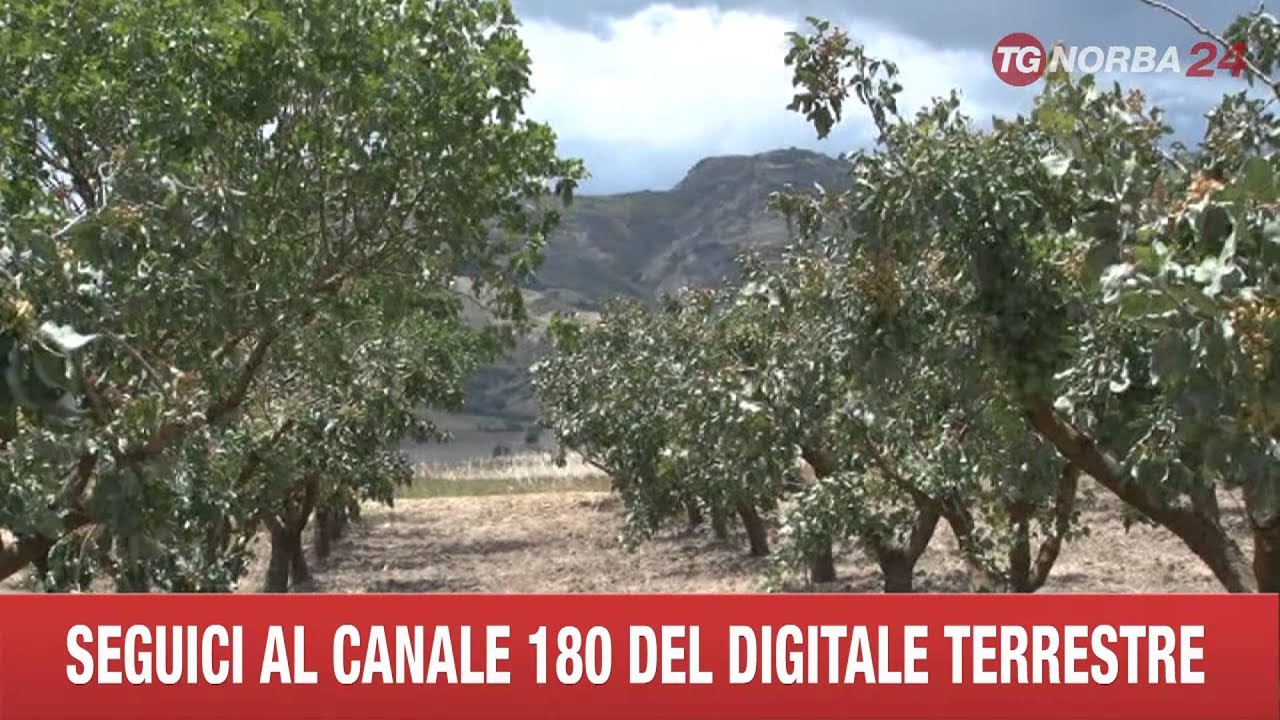 STIGLIANO MEGA COLTIVAZIONE DI PISTACCHIO