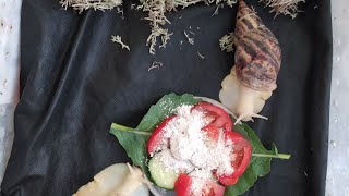 видео: Генеральная уборка у улиток Ретиков ,Фулик 🐌🐌 картинка: Генеральная уборка у улиток Ретиков ,Фулик 🐌🐌