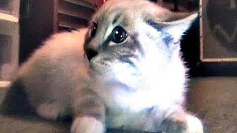 Talking Kitty Cat 5.5 - Meet Gibson!