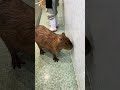 Swamp hair don’t care. another soak drenched day. #Capybara #capybaracafe #animalcafe #tokyo #水豚