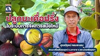 ส่องสูตรลับกับปุ๋ยไข่มุก ตอน ปลูกมะเดื่อฝรั่งด้วยระบบการจัดการสมัยใหม่