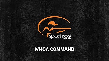 Tom Dokken - Whoa command - www.sportdog.com