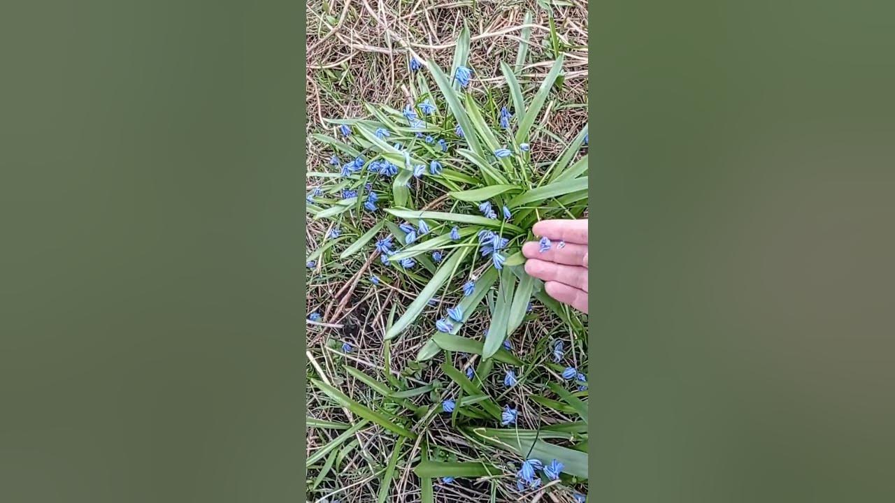 Синие подснежники - YouTube