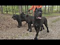 Reuniting our grand champion cane corso with his daughters