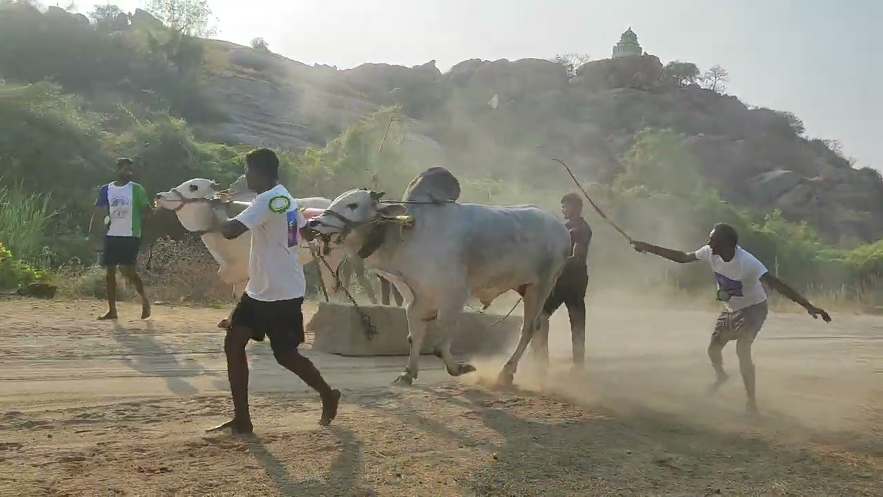 చెర్లోపల్లి న్యూ క్యాటగిరి విభాగం 5prize🏆ప్రాబాకర్ రెడ్డి రోళ్ళపాడు&&సతీష్ కుమార్ రెడ్డి పెద్దపసుపుల