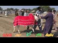 Bull Race In Pakistan.20.10.2021