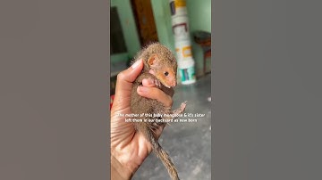 Baby mongoose  at our backyard 🦝 #shorts #youtubeshorts #animal #mongoose
