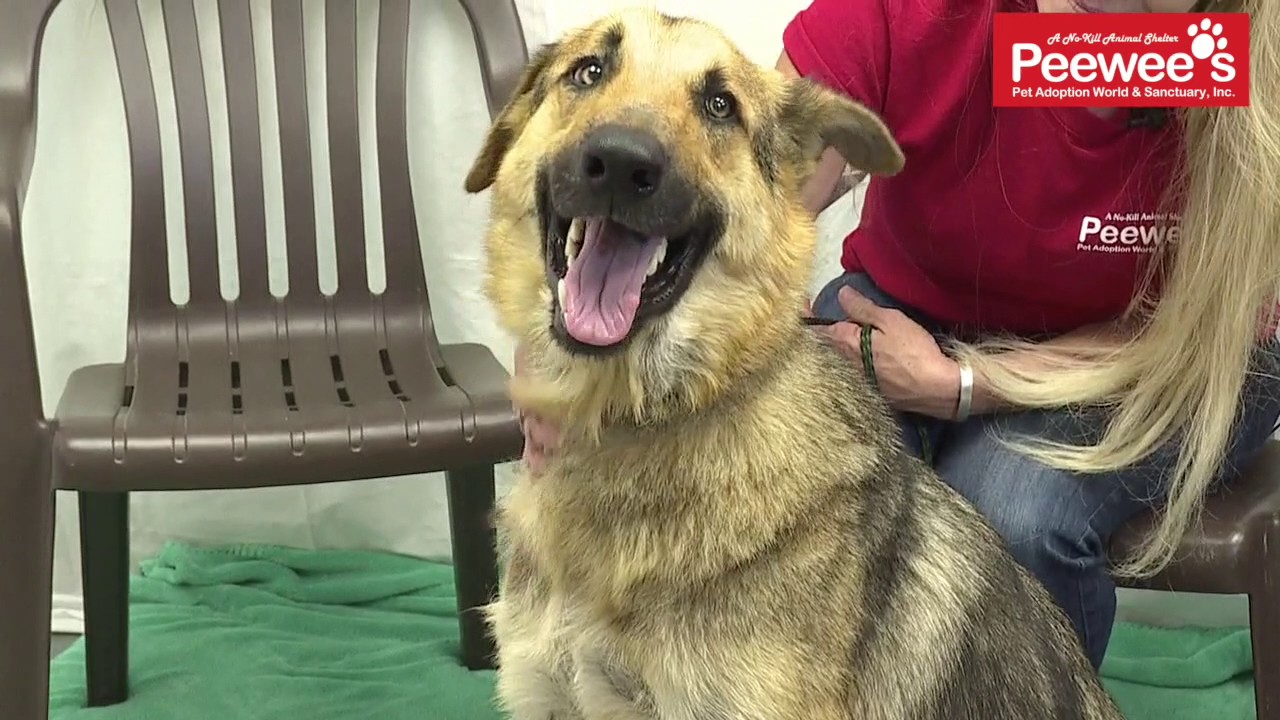 servientrega Peewee's Pet Adoption - Sam
