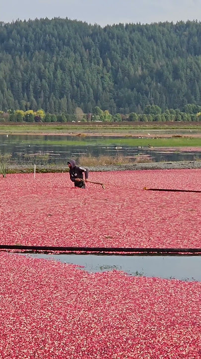 Cranberries Harvest, the most beautiful one. #beautifulvancouver #cranberryharvest #fallactivities