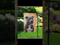 Fall Colors Gray Pitbull Garden Flag #pitbull