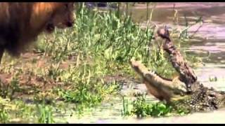 Aslan Her Yerde Aslan Byantalyali