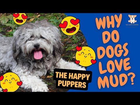 Why do dogs love mud? The Happy Puppers Blog |