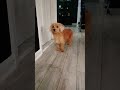 who's got the cutest pet on the Internet🐶❤️