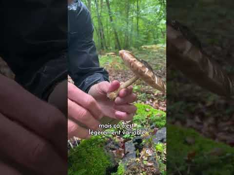 Vidéo: Que sont les champignons cerfs – Identifier les champignons cerfs dans le paysage