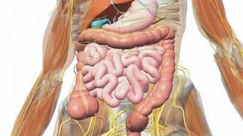 Gallbladder - Understanding Your Gallbladder