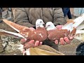 Птичий рынок г. Ташкент - ГОЛУБИ (19.12.2020)