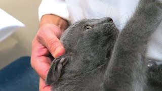 WHAT HAPPENED AT THE VET?
