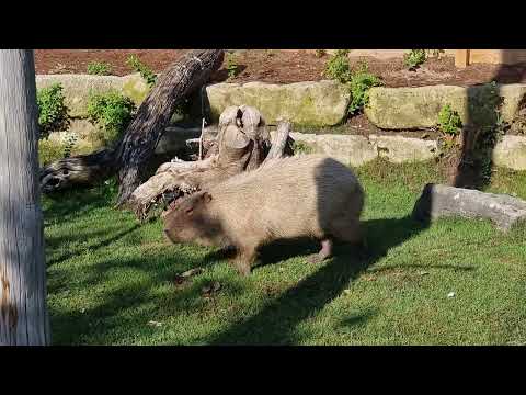 Capybara in mixed enclosure