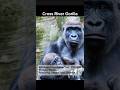 Animals Go Extinct in 2025