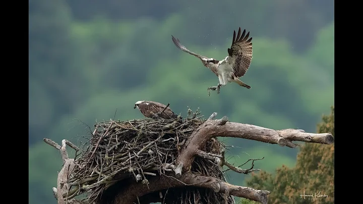 Live osprey nest camera at Loch of the Lowes Wildlife Reserve