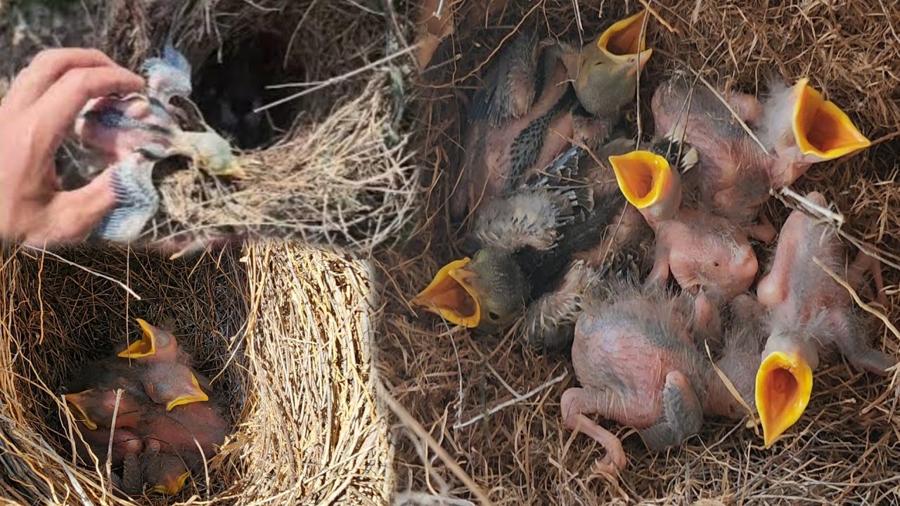 #507. ĐI TÌM TỔ CHIM GẶP RẤT NHIỀU TỔ CHIM CƯỠNG