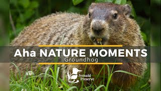 Aha Nature Moments: Groundhog