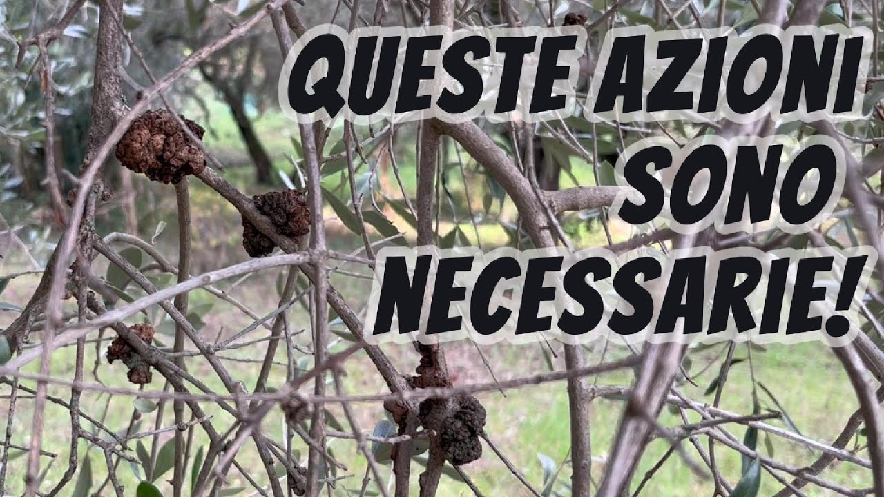 Potatura olivo: come gestire le piante con la rogna
