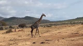 Lovely Giraffe - Mkomazi National Park Tanzania