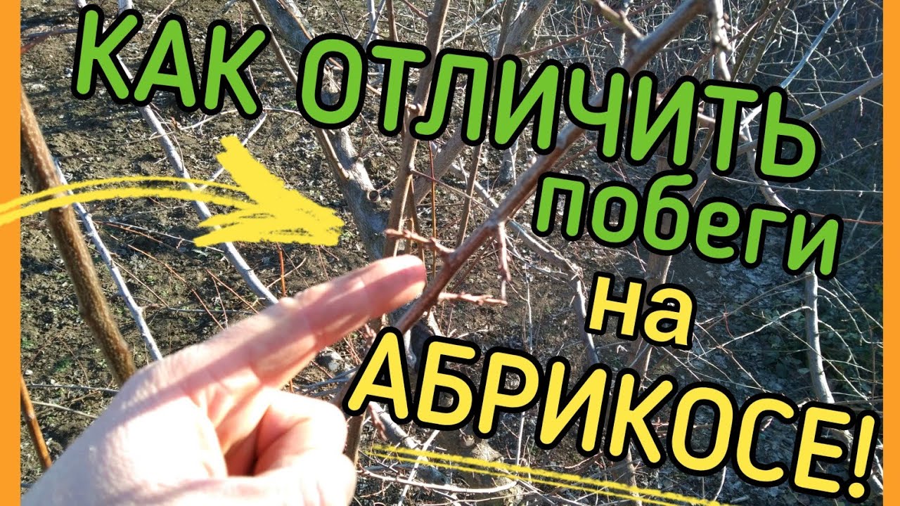 НЕ НАВРЕДИ! Как ОТЛИЧИТЬ ПОЧКИ и ПОБЕРГИ на абрикосе? Часть 2 - YouTube