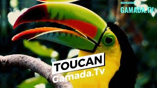 The fascinating story of the iconic Toucan
