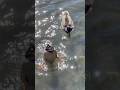 Cute Ducks Fishing for Food! #cuteanimals #nature #ducks  #birds #cutebirds #bird #cute
