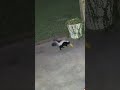 Skunk Playing with a Cat Toy