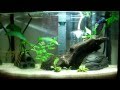 I&#39;m back - Plant update - malasian trumpet snails - new project