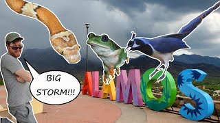 WET N WILDLIFE in ALAMOS, SONORA! Birds, frogs, and snakes during Mexico's monsoon!