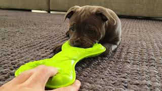 Play Time! Holly The Blue Staffy by Holly The Blue Staffy 1,184 views 2 years ago 24 seconds