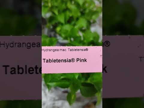 Гортензія широколиста TABLETENSIA PINK, видео 1