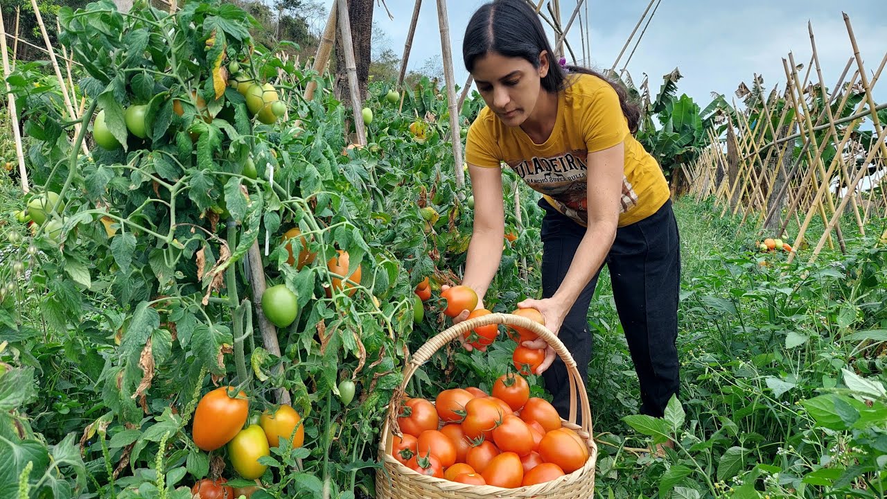 Receita Surpreendente de Tomates