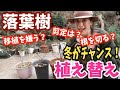 【落葉樹の植え替え】冬がチャンス / 植え替えで一年の成長が決まる？！ / アジサイも参考に / ハナミズキ・マルバノキ ・ハナズオウ 【ガーデニング】