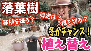 【落葉樹の植え替え】冬がチャンス / 植え替えで一年の成長が決まる？！ / アジサイも参考に / ハナミズキ・マルバノキ ・ハナズオウ 【ガーデニング】