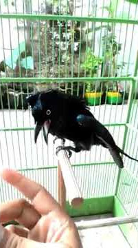 NYANYIAN BURUNG SRIGUNTING RAJA - RAJANYA SUARA BURUNG KICAU