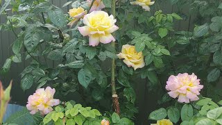 21.05.24. саженцы роз в саду rosebushes.ru