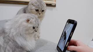 A Cute Kitten Gets Excited Seeing A Wild Cat For The First Time.