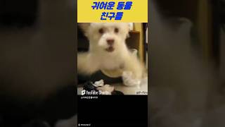 귀여운동물친구들 #귀여운동물 #동물친구들 #동물 #귀여운동물친구들 #댕댕이 #강아지 #고양이 #냥냥이 #유머 #각종유머