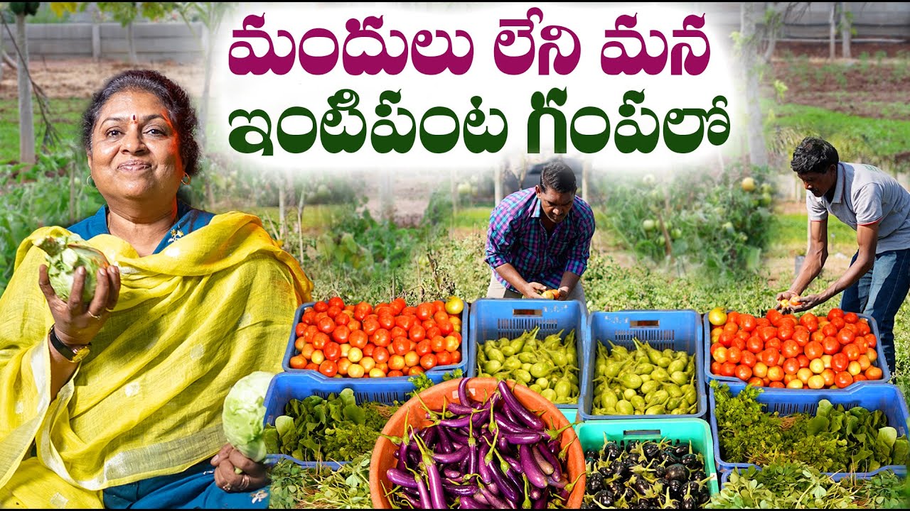 మందులు లేని మన ఇంటిపంట గంపలో | pesticide free Vegetables Harvesting 