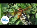 Cicadas explained: Three facts about buzzing insects | USA TODAY