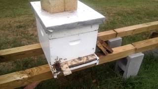 Best Way To Stop Robbing In A Hive Part 1