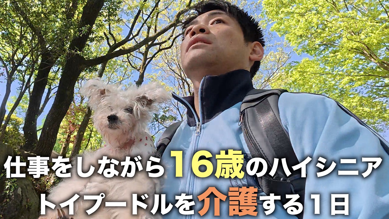 天国に旅立つ1週間前…働きながら16歳のトイプードルを介護する38歳の
