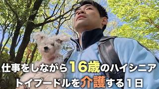 天国に旅立つ１週間前…働きながら16歳のトイプードルを介護する38歳の１日