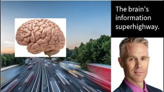 Boost Brain Power by 20% The Chiropractic/Prefrontal Cortex Connection